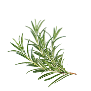 Rosemary