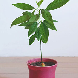 Avocado Tree Seedlings